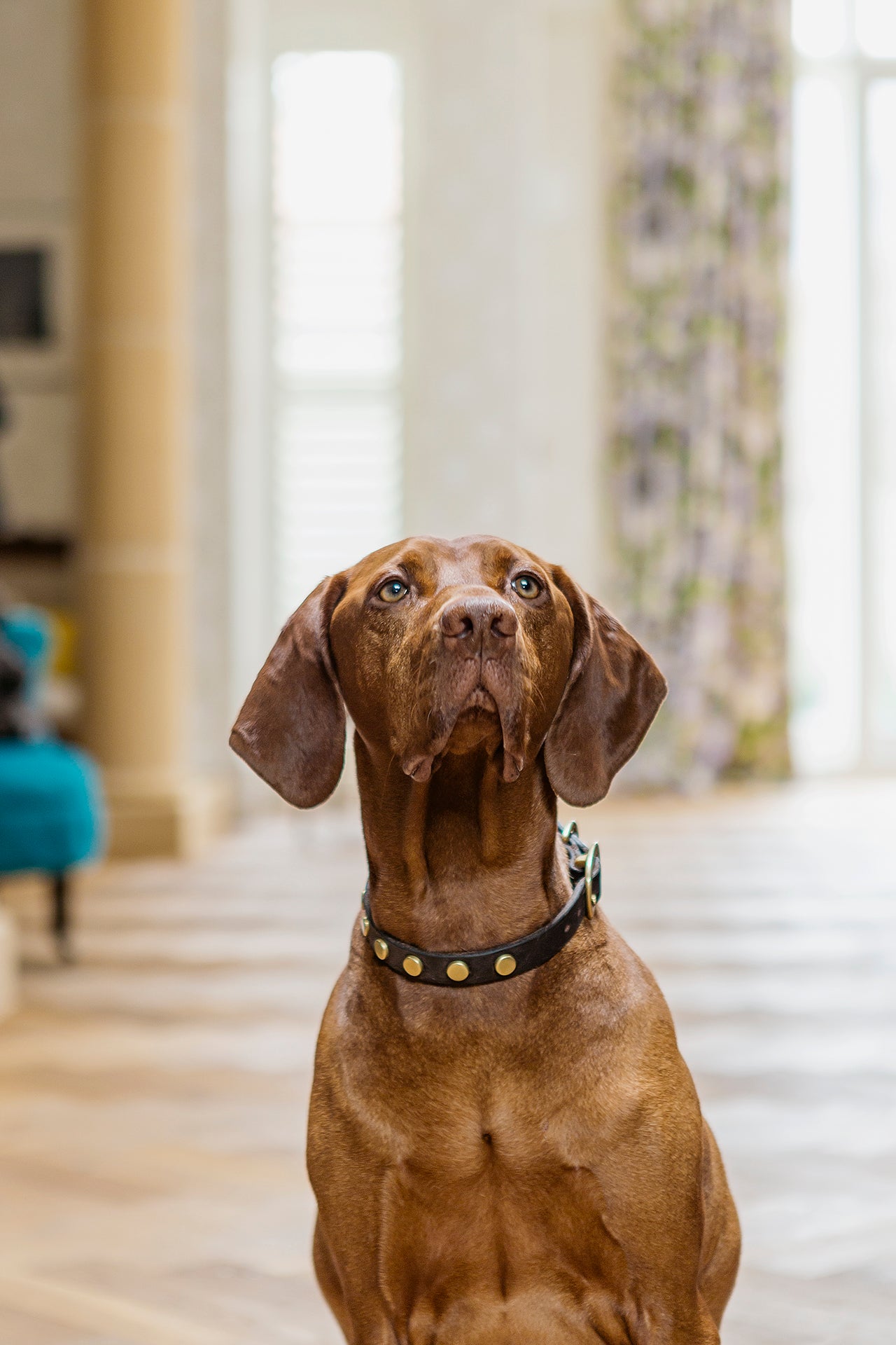 Studley Collar - Dog Collar - Stoned & Waisted Fashion
