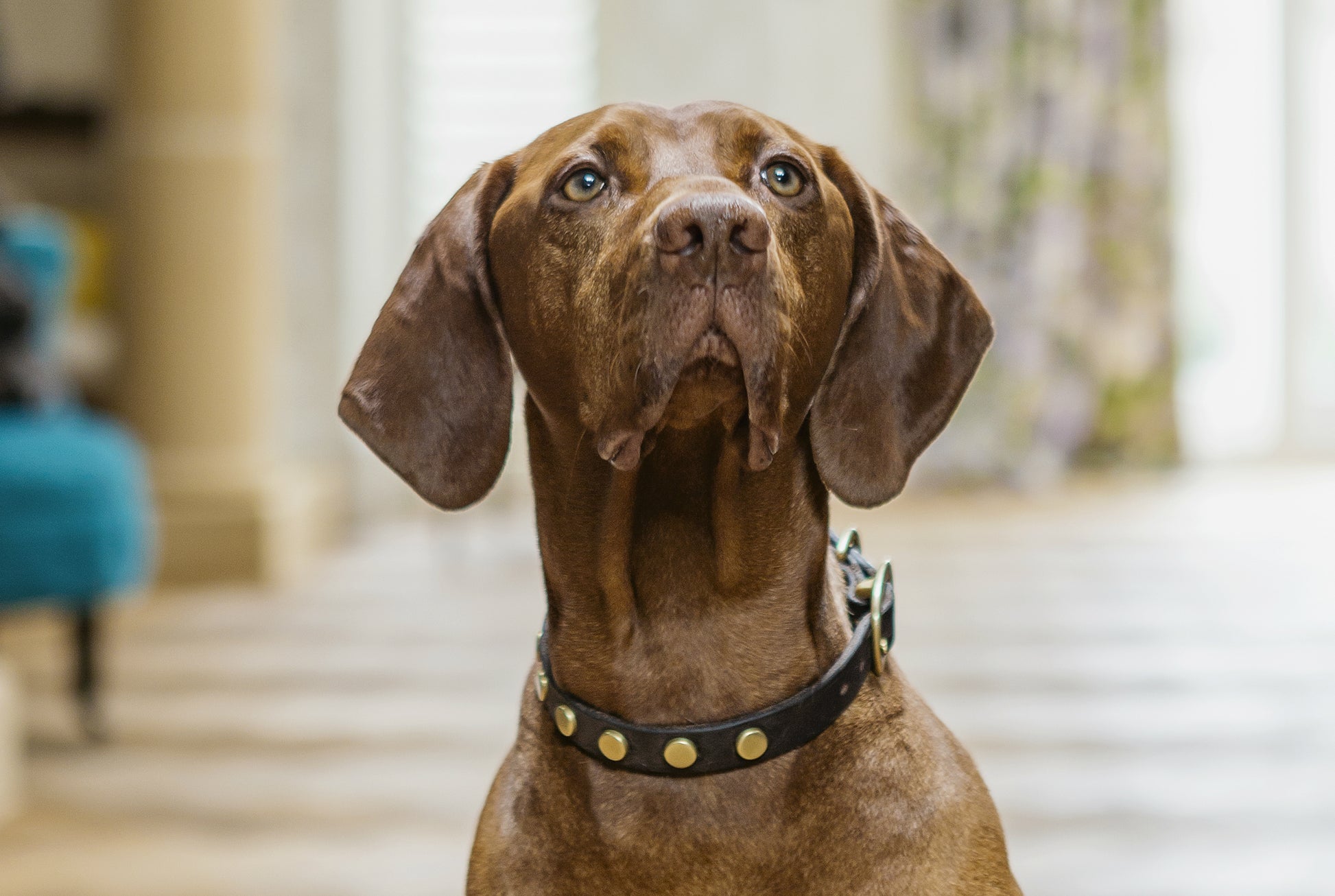 Studley Collar - Dog Collar - Stoned & Waisted Fashion